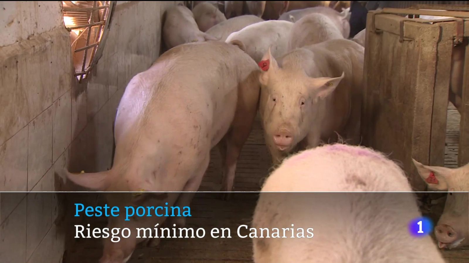 Telecanarias - 03/11/2025 | Ver