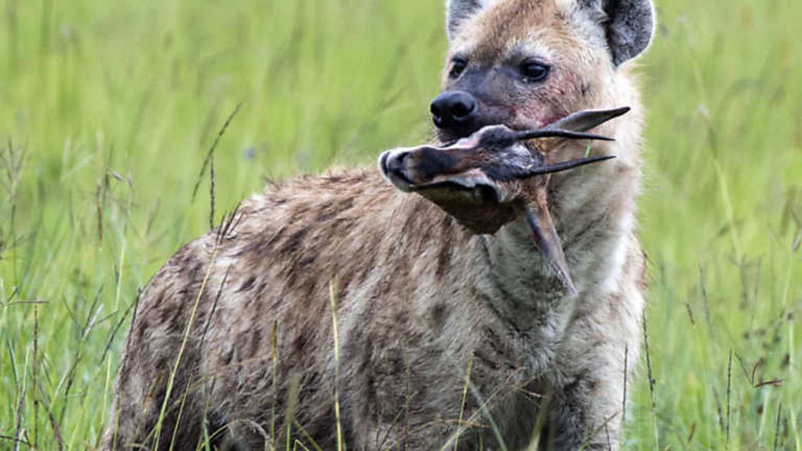 Grandes documentales - La hiena, la reina del Masai Mara - ver ahora