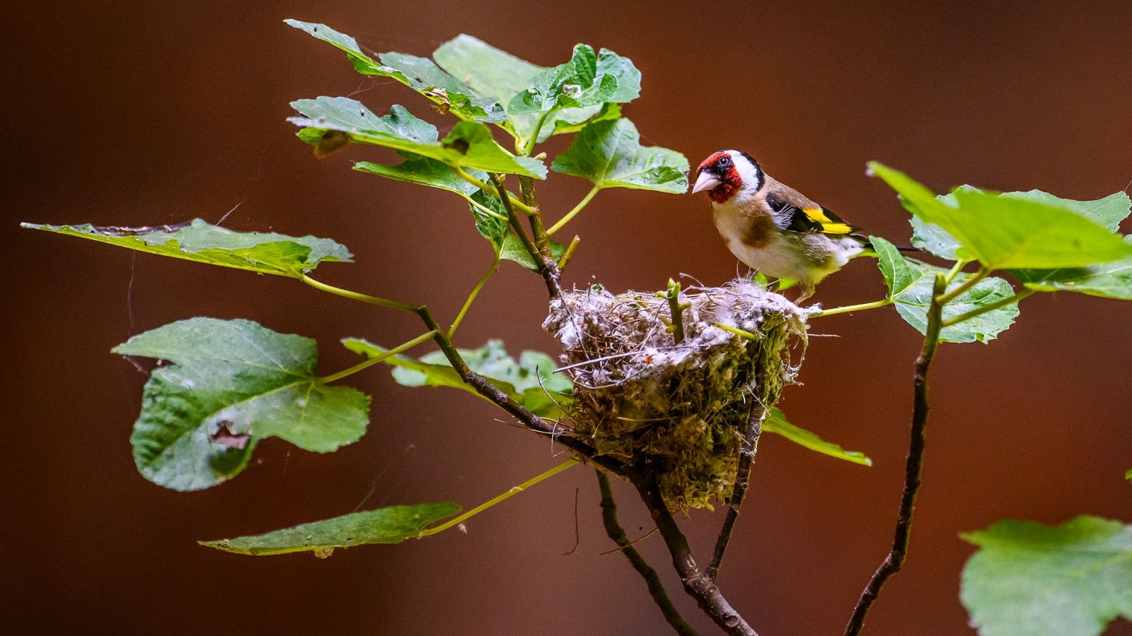 La Jayona. Un nuevo mundo enterrado - Episodio 1 - La Jayona. Un nuevo mundo enterrado | Ver