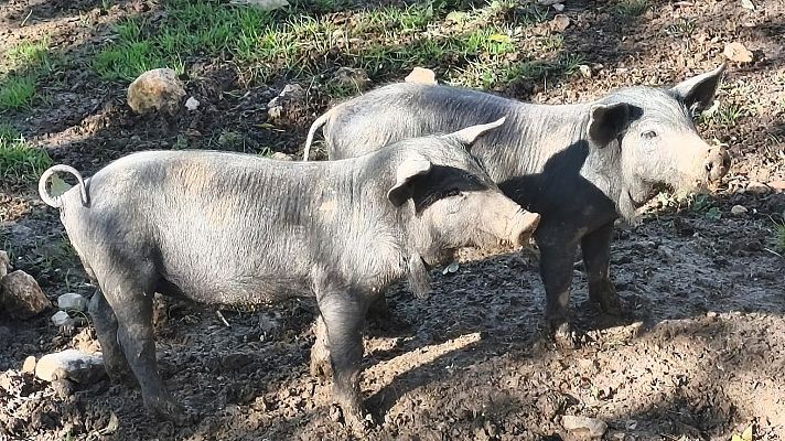 La peste porcina está presente en 14 de los 27 países de la UE - Telediario 1 | Ver