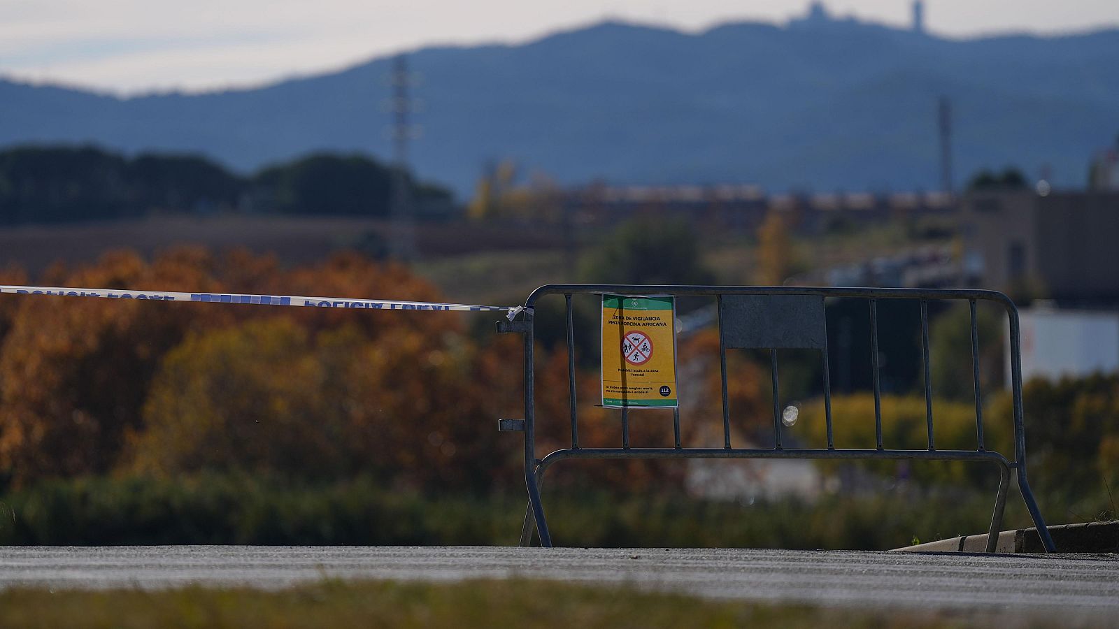 Agricultura no descarta que el brote de peste porcina no venga de la UE - La tarde en 24h | Ver