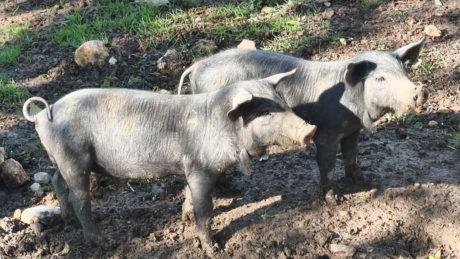 Peste porcina: el sector ganadero pide medidas para controlar la fauna salvaje | Ver
