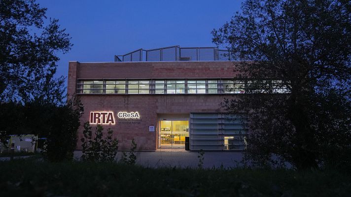 Agricultura investiga si la peste porcina viene de un laboratorio - Telediario 2 | Ver