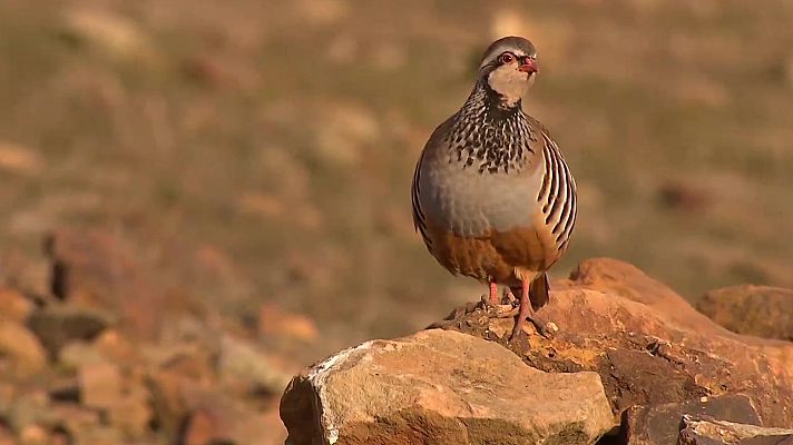 Jara y sedal - Una isla de vida