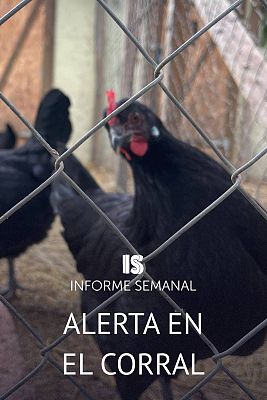 Informe Semanal - Alerta en el corral