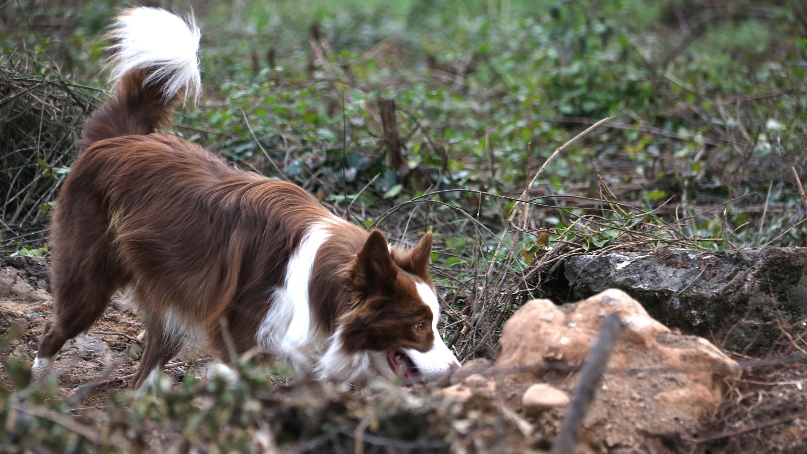 A la recerca de porcs senglars