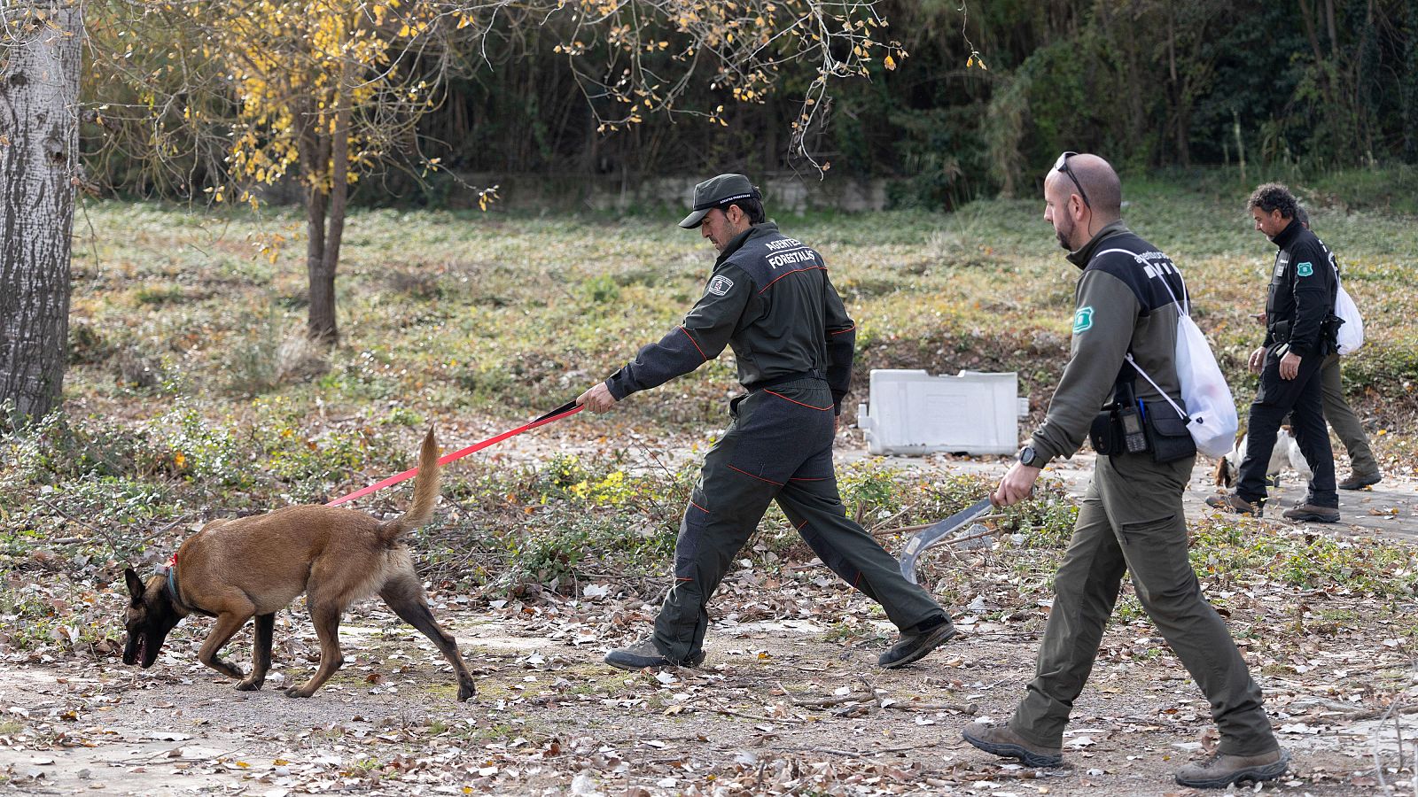 Agentes caninos rastrean jabalíes que pudieran estar afectados por la peste porcina | Ver