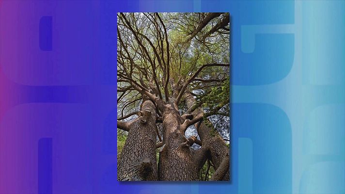 Saber y ganar - Saber y ganar. Edición de fin de semana - 07/12/25