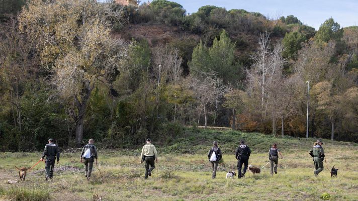 Telediario 1 - Seis científicos investigarán en centros catalanes el origen del foco de la peste porcina