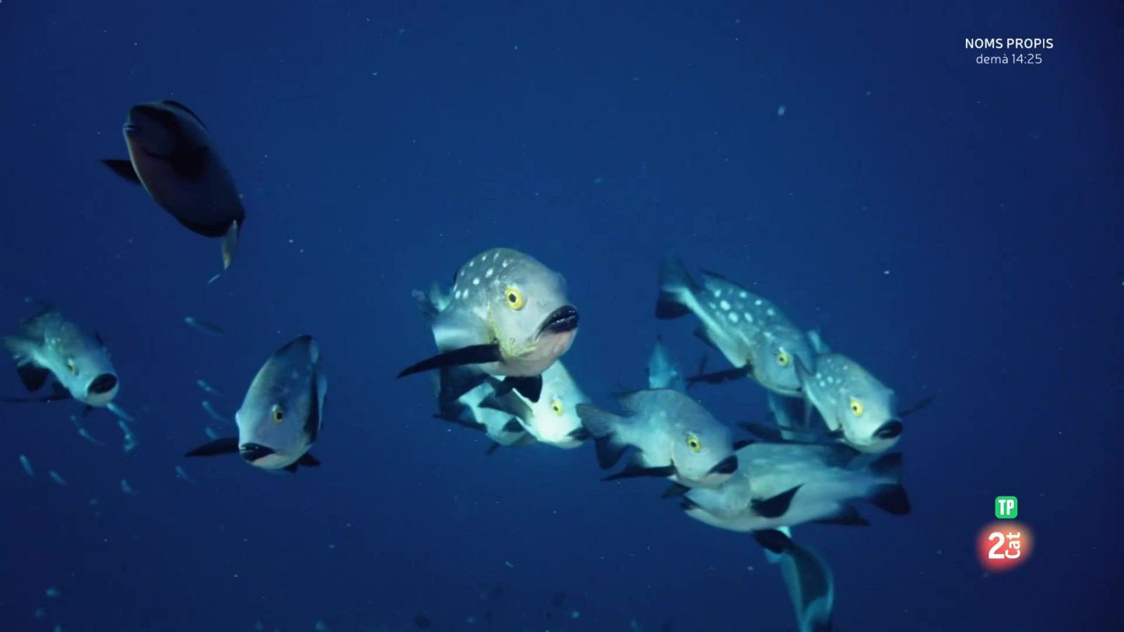 Famílies animals sorprenents: Episodi 9 - Grans documentals - Som Documentals | Veure documental