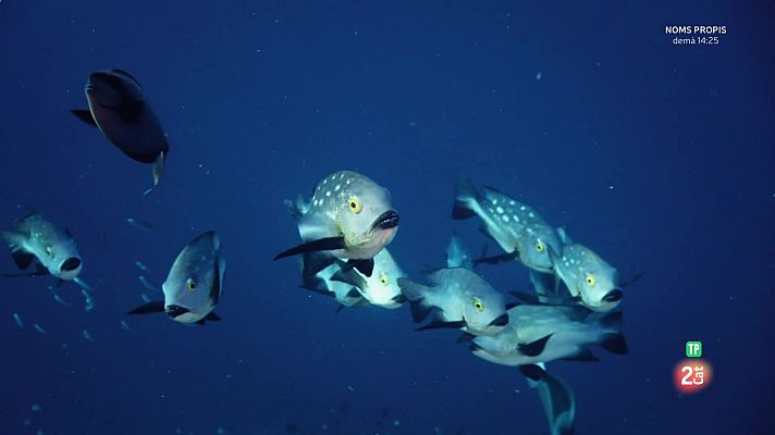 Som Documentals - Famílies animals sorprenents: Episodi 9