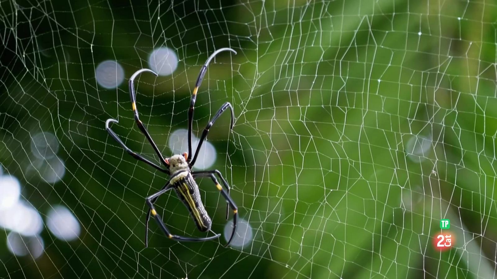 Famílies animals sorprenents: Episodi 10. Grans documentals - Som Documentals | Veure documental
