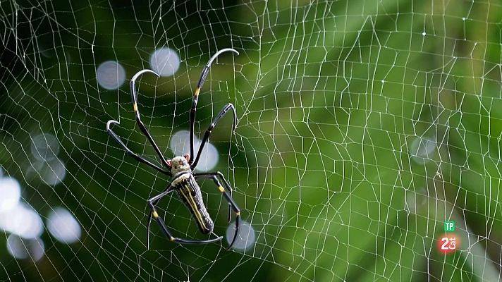 Som Documentals - Famílies animals sorprenents: Episodi 10