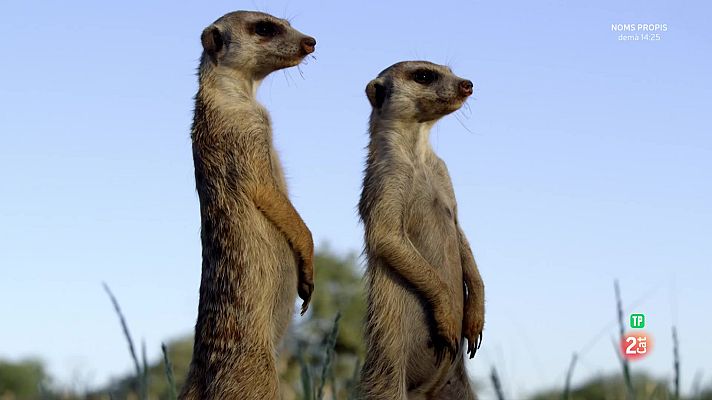 Som Documentals - Pambara: Primera part