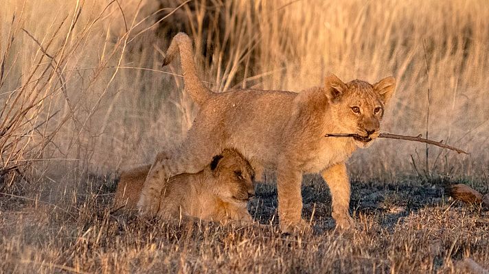 Felinos noche y día - Episodio 2