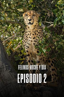 Felinos noche y día - Episodio 2