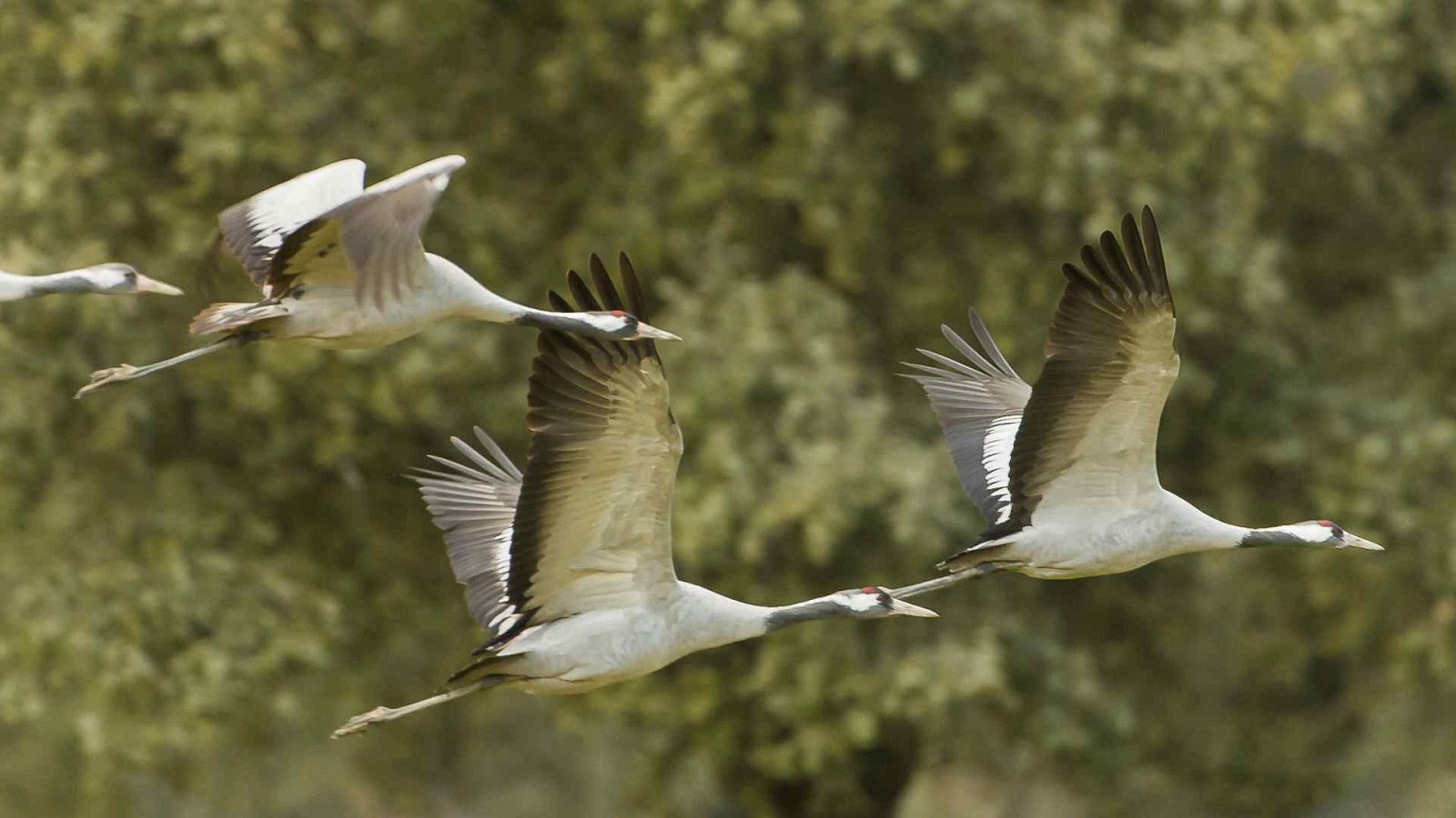 Las aves del frío - Episodio 2 - Las aves del frío | Ver