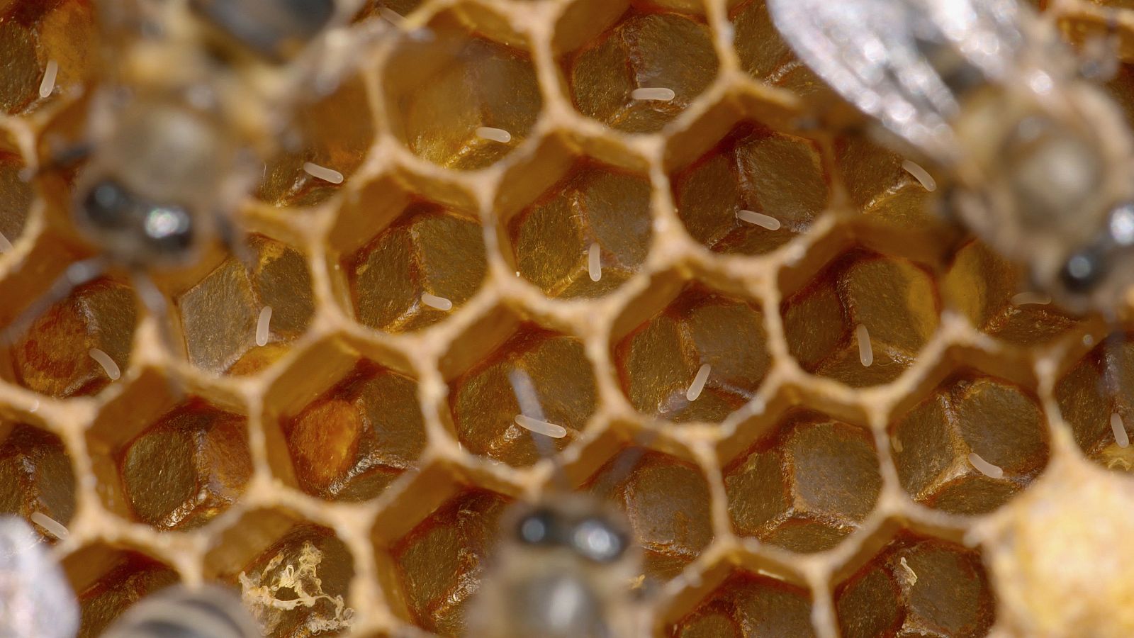 Profesiones salvajes - Episodio 1: Arquitectos - Profesiones salvajes | Ver