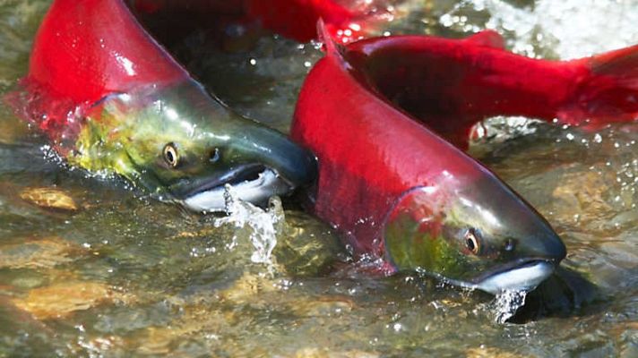 Grandes documentales - Los salmones del Lago Surprise