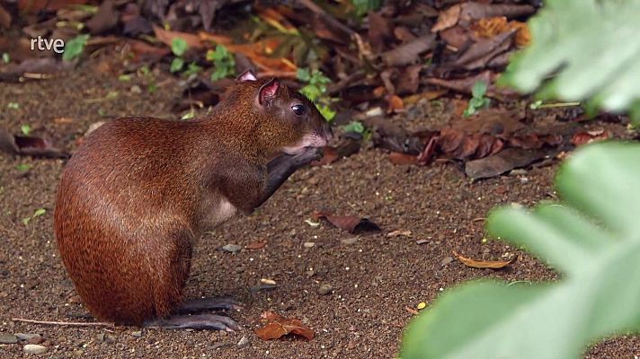 Profesiones salvajes - Recolectores