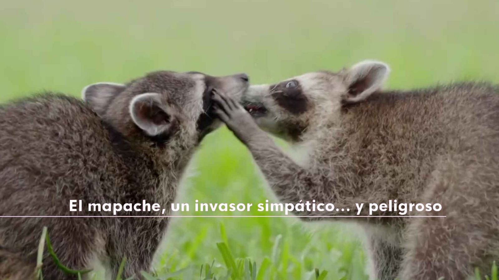 Objetivo Planeta - El mapache, un invasor simpático y peligroso - Objetivo Planeta | Ver
