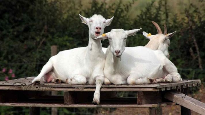 Para todos La 2 - Para todos La 2 - 13/12/25