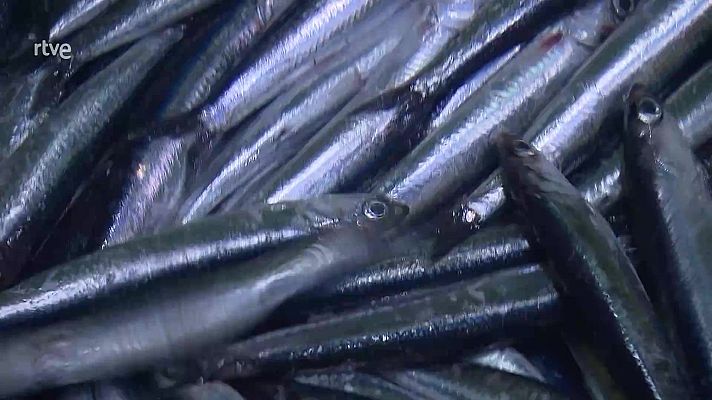 Jara y sedal - La costera de la anchoa