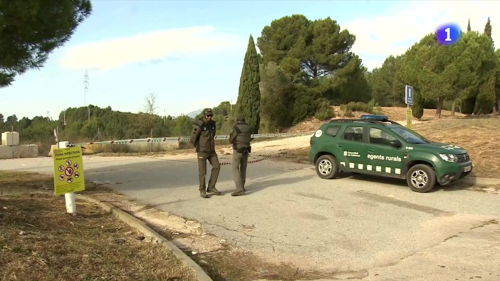 S’aixequen restriccions a la segona corona pel brot de pesta porcina africana