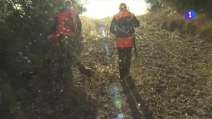 L'Informatiu - Objectiu: reduir a la meitat els senglars a Catalunya amb l’ajuda dels caçadors