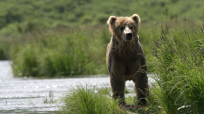 El escarabajo verde - El pacto del oso