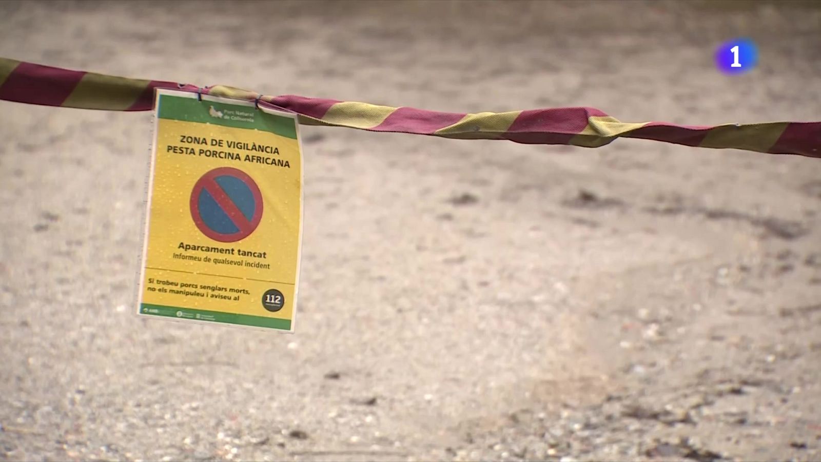 La Generalitat relaxa parcialment les restriccions pel brot de pesta porcina