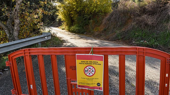 Telediario 1 - La Generalitat permite acceder al segundo perímetro de la zona restringida por el brote de peste porcina
