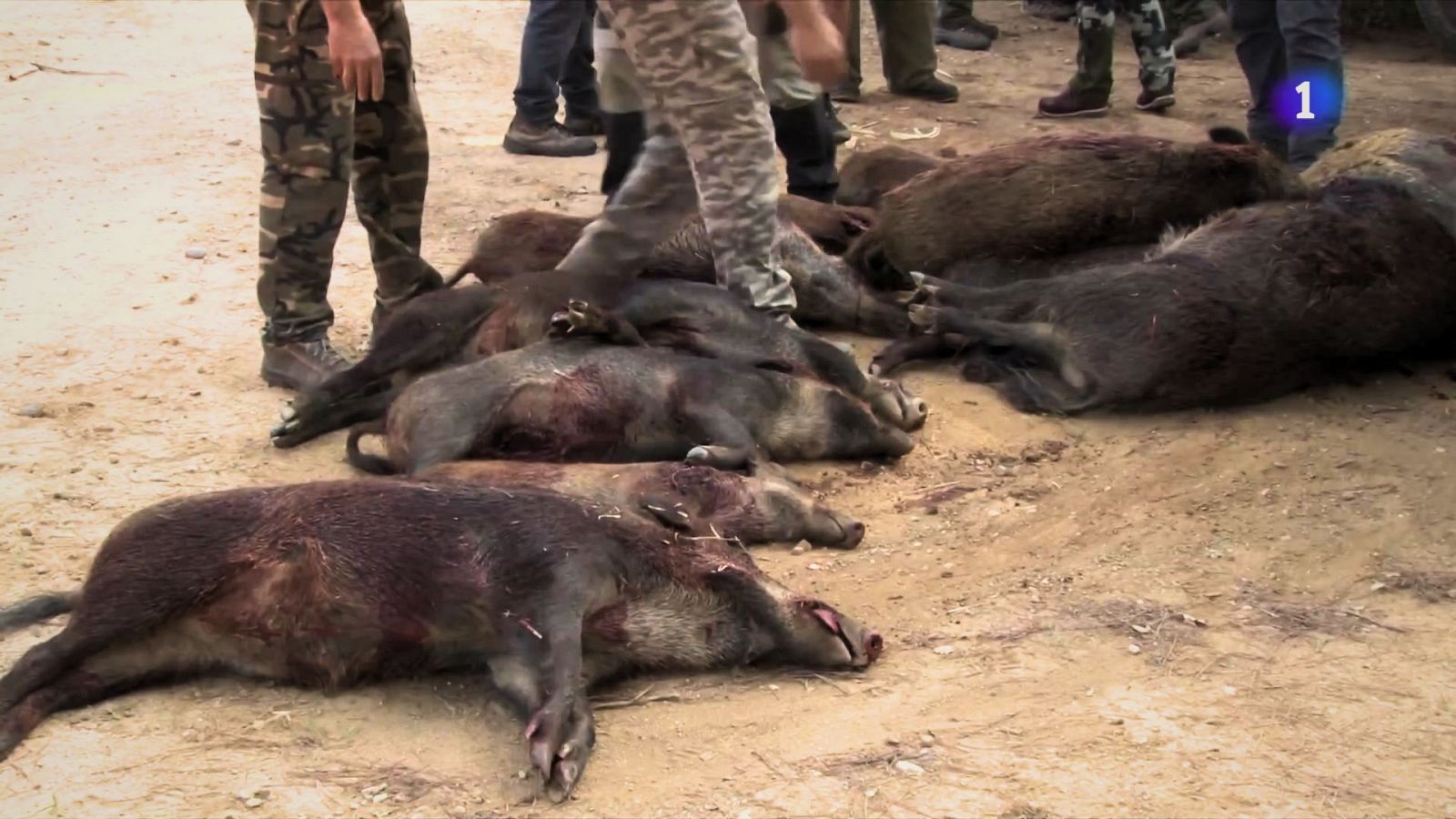 Agricultura confirma deu nous senglars morts per pesta porcina africana