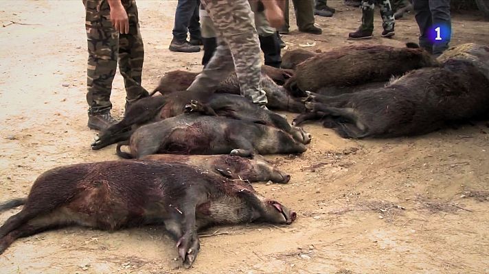 L'Informatiu - Agricultura confirma deu nous senglars morts per pesta porcina africana