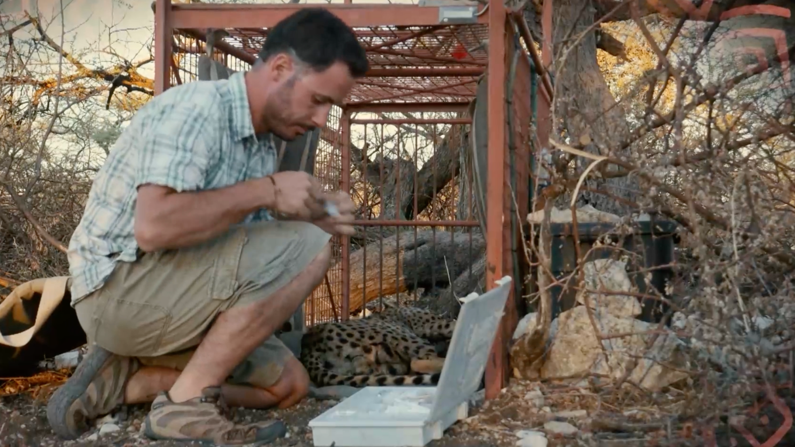 Dra. Fabiola Jones | El problema de la convivencia entre ganaderos  y guepardos - Dra. Fabiola Jones | Ver