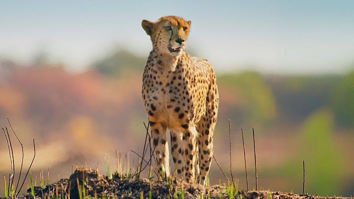 Felinos noche y día - Episodio 3