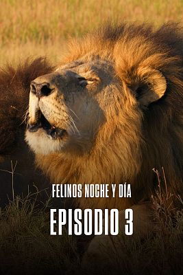 Felinos noche y día - Episodio 3
