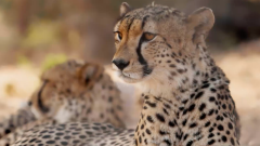 Ciencia y tecnología para convivir con la fauna salvaje
