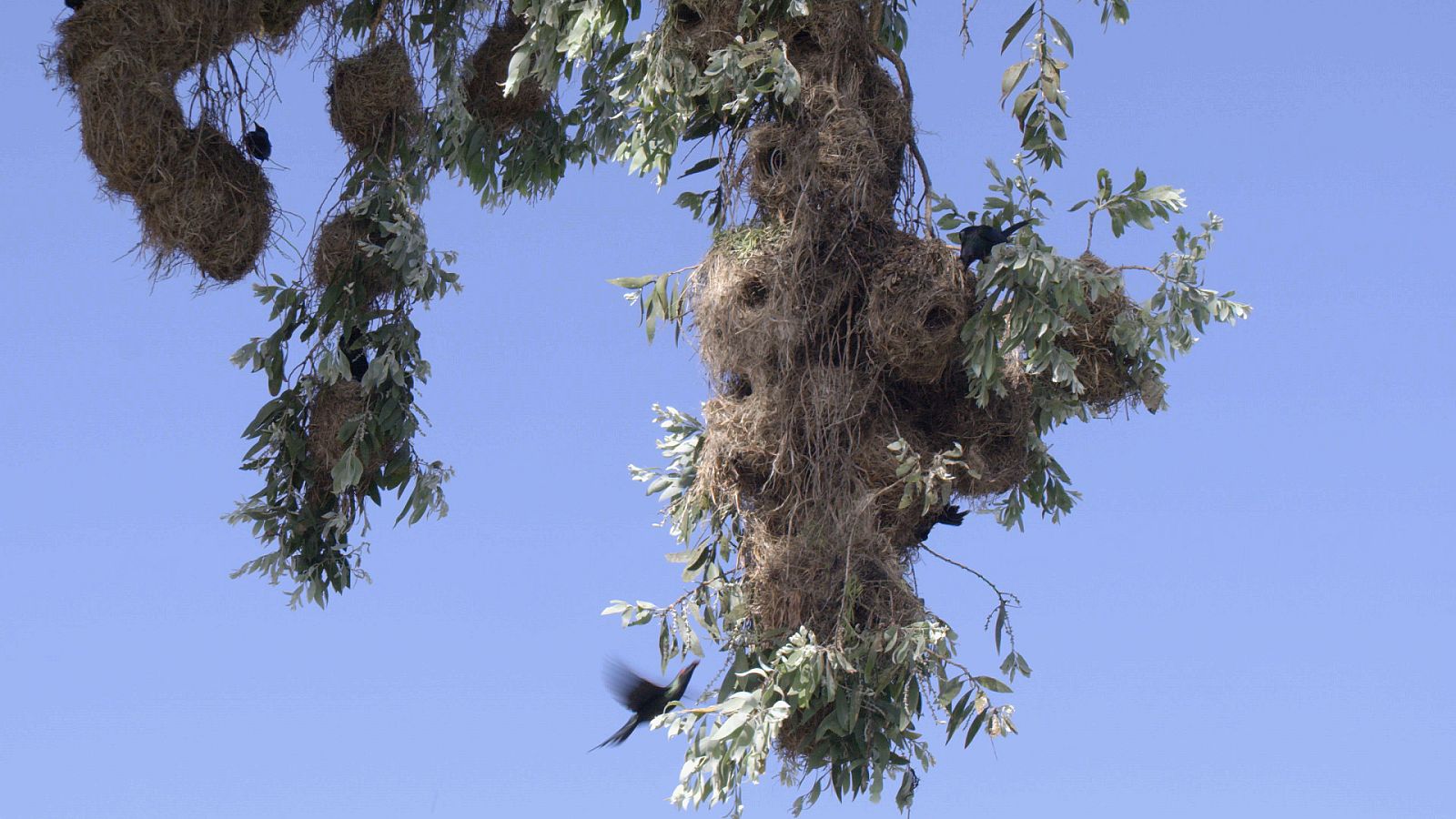 Profesiones salvajes - Plaguicidas - Profesiones salvajes | Ver