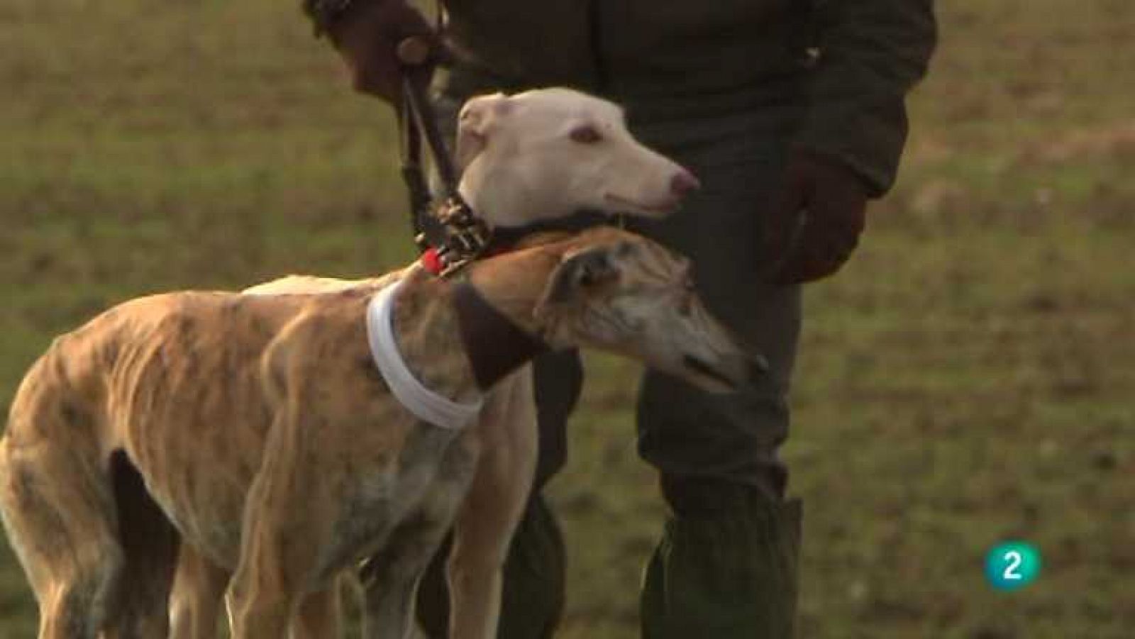 Jara y sedal - LXXV Campeonato de España de galgos