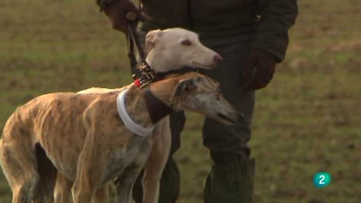 Jara y sedal - LXXV Campeonato de España de galgos
