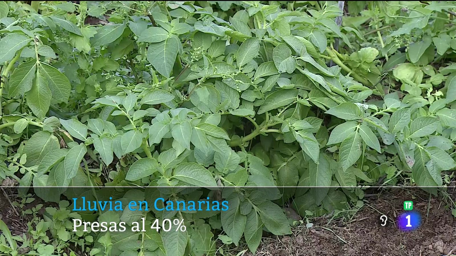 Canarias en 2' - 18/12/2025