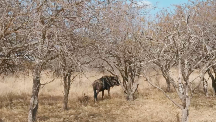 Dra. Fabiola Jones - Dra. Fabiola Jones | Por qué se trasladan los ñus en África