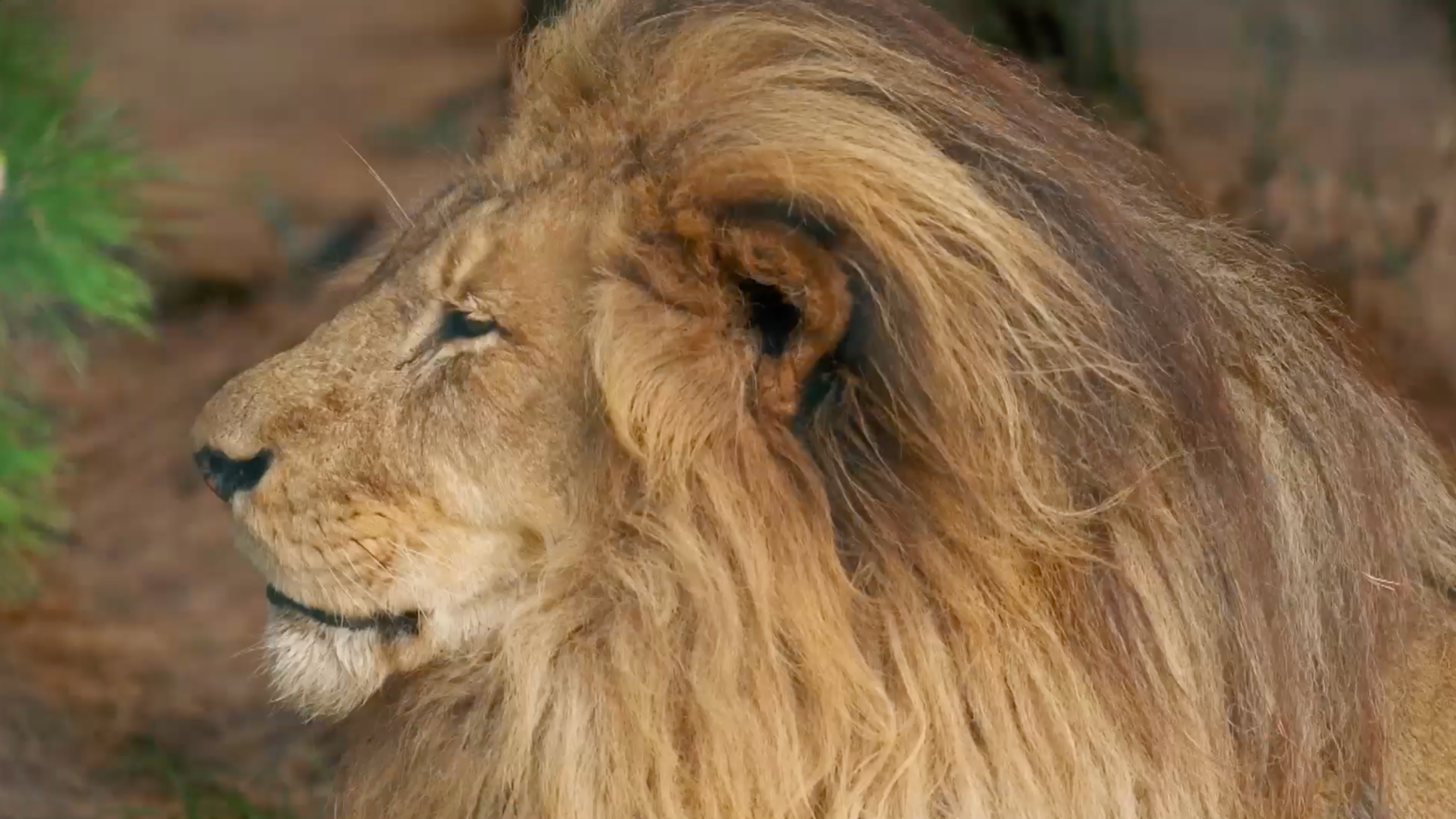 Intervenir a una leona para proteger la manada | Dra. Fabiola Jones - Dra. Fabiola Jones | Ver