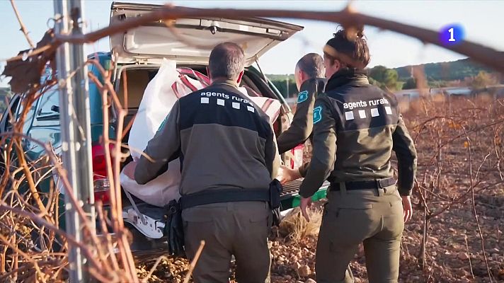 L'Informatiu - UE i Ministeri no veuen indicis que l'origen de la PPA sigui l'IRTA-CRESA