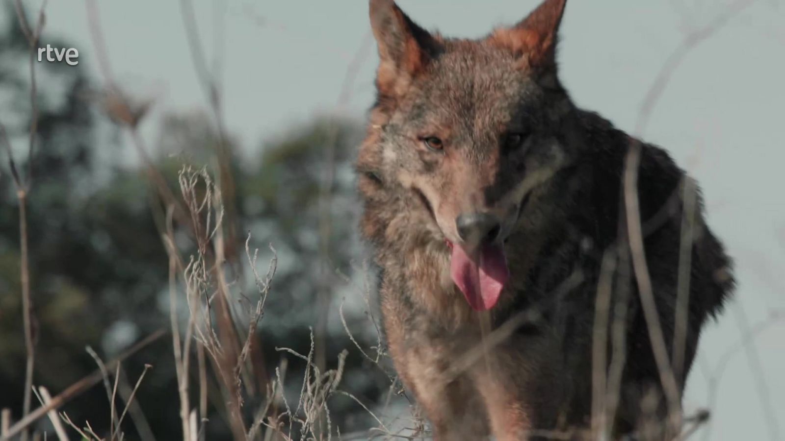 Profesiones salvajes - Carniceros - Profesiones salvajes | Ver