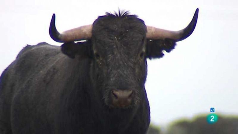 Tendido Cero - 09/02/13 - Ver ahora 