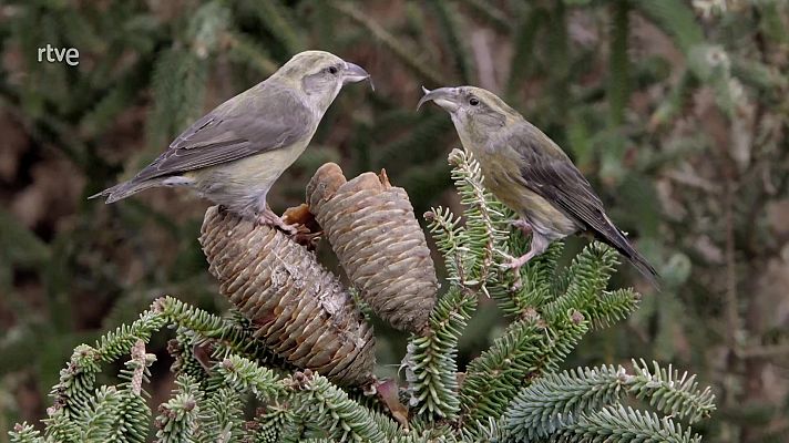 Profesiones salvajes - Ladrones