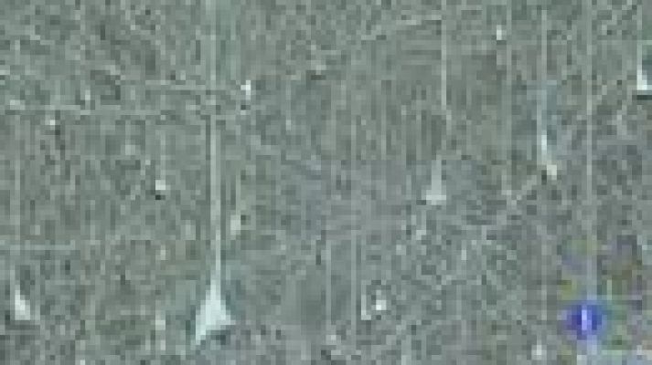 Telediario 1 - UE investiga el cerebro