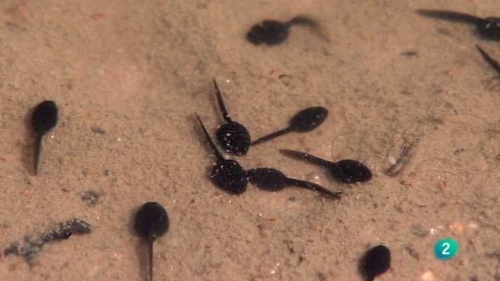 Biodiario - Biodiario - 10/02/13